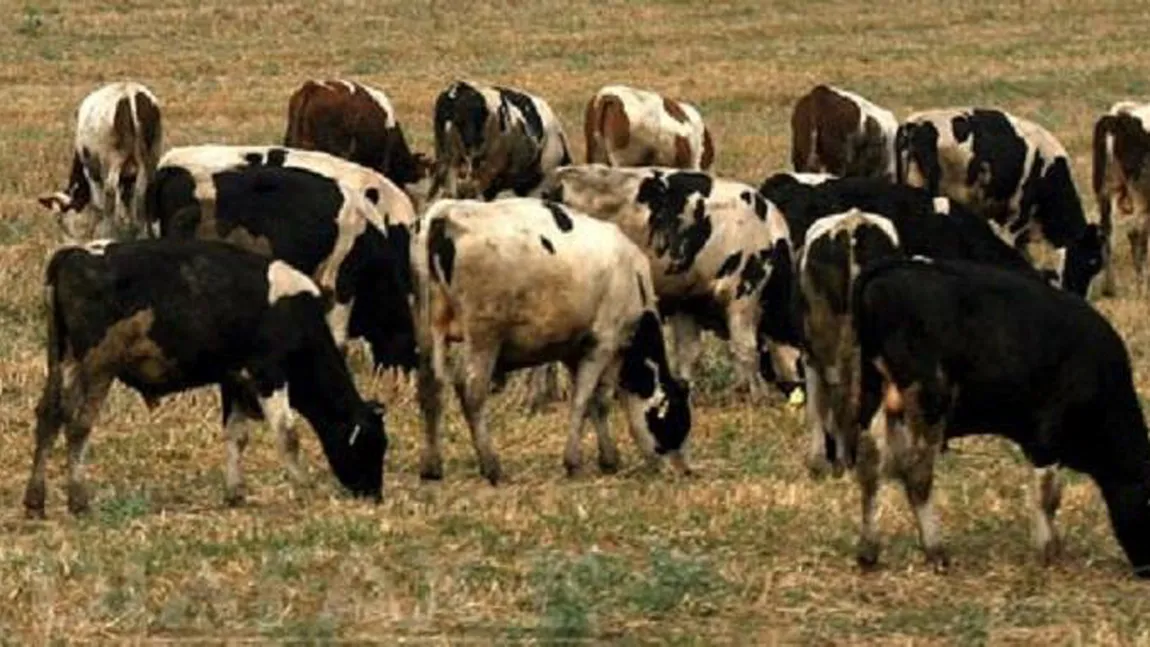 Un bărbat în vârstă de 82 de ani a fost UCIS de o cireadă de vaci în timp ce se afla la plimbare
