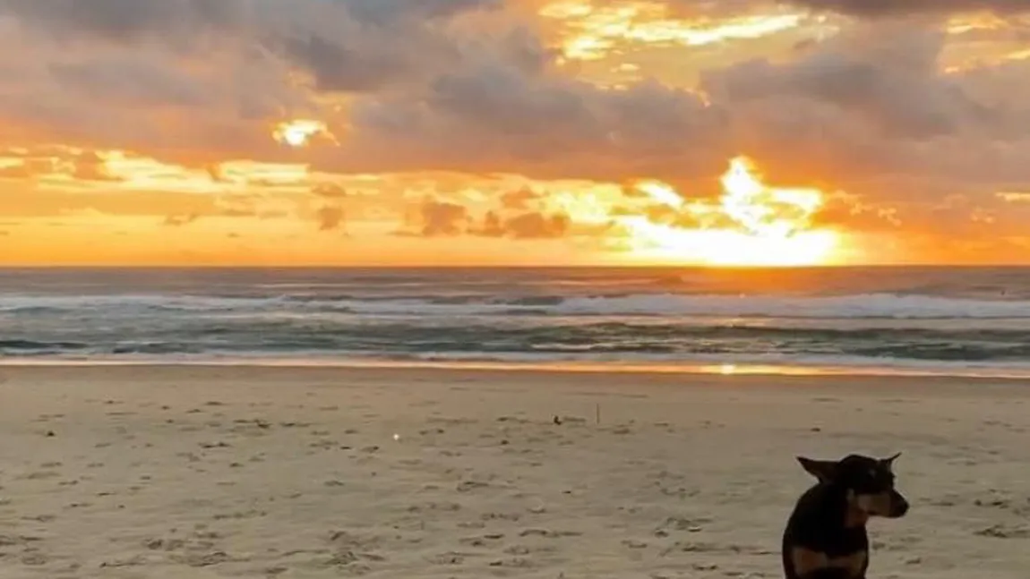 Dublu campion mondial mort, aşteptat pe plaja unde şi-a pierdut viaţa de  câinele său