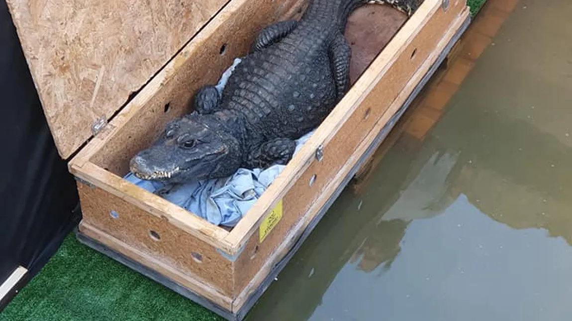 Idee inedită de afaceri! Doi arădeni vor să crească crocodili pentru carne. Au achiziţionat deja primele două reptile