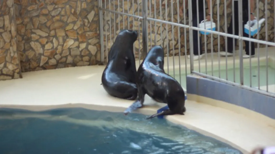 Delfinariul va fi modernizat în următorii 2 ani printr-o investiţie de peste 5 milioane de euro VIDEO cu ultima atracţie