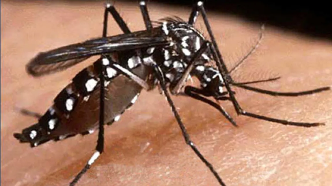 Febră dengue în China. O nouă alertă medicală după ciuma bubonică şi coronavirus