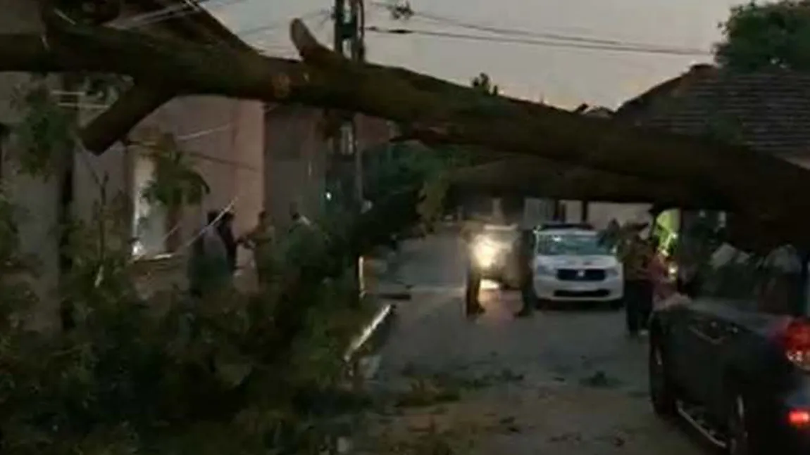 Copaci prăbuşiţi pe maşini şi pe carosabil şi case inundate, la Arad, în urma unei furtuni FOTO şi VIDEO