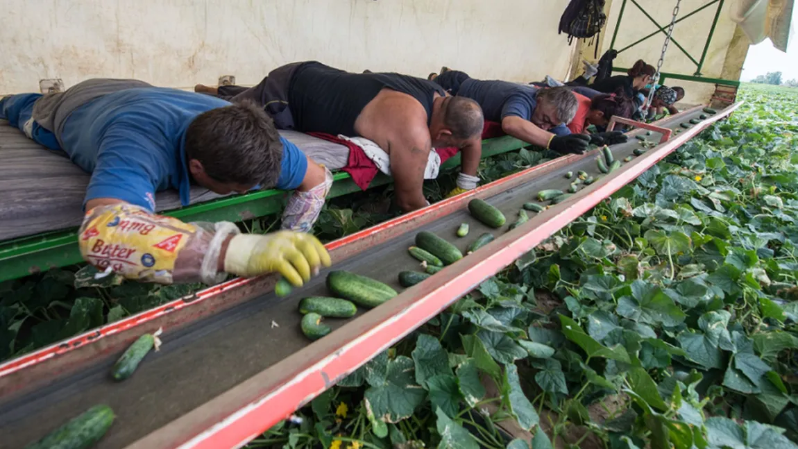 150 de muncitori români, angajaţi ai unei ferme germane de castraveţi din Bavaria, infectaţi cu coronavirus