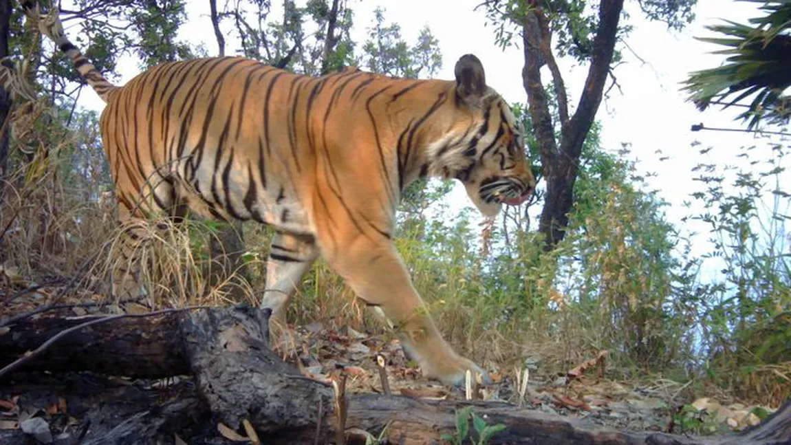 Natura se însănătoşeşte. Revenire spectaculoasă a tigrilor, populaţiile s-au dublat în unele zone