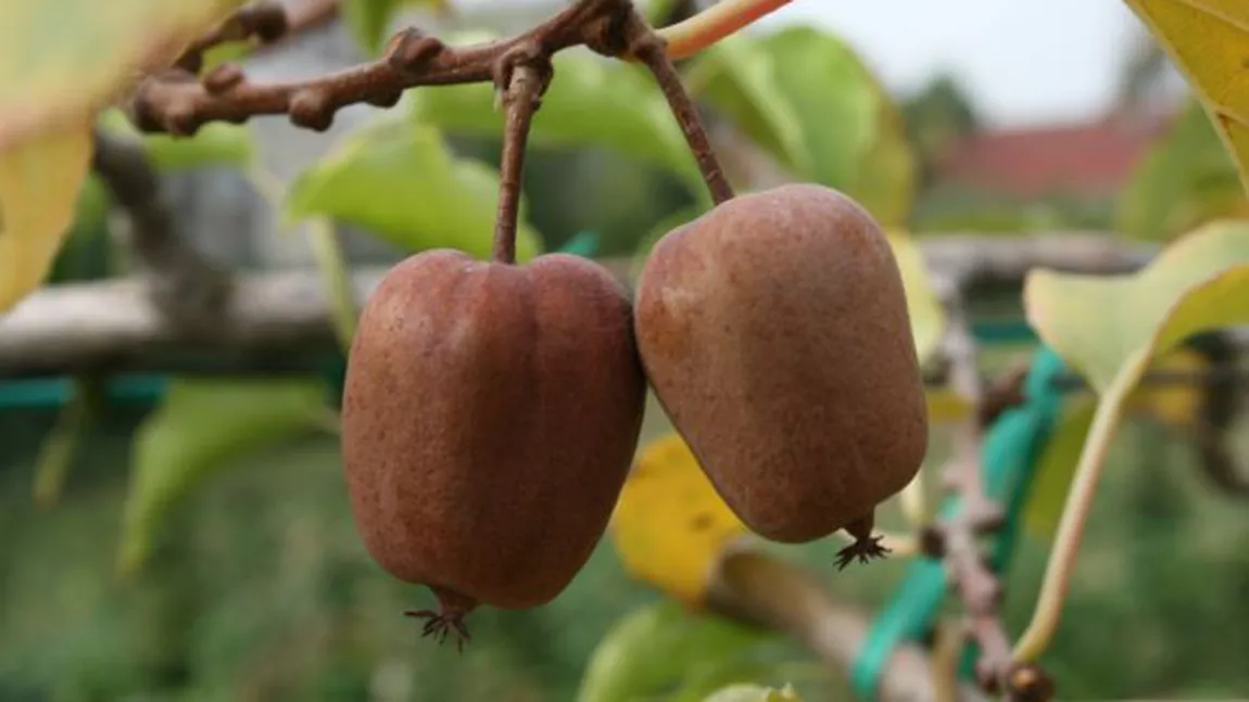 De la kiwi fără păr la banana 