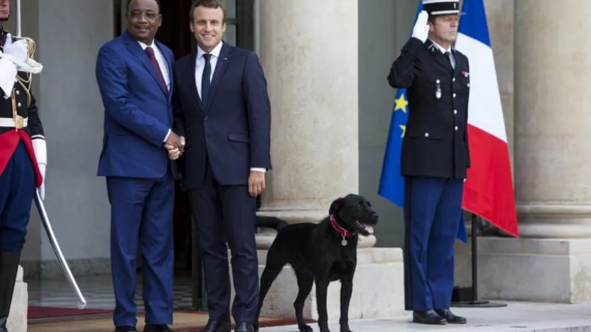 Cum a ajuns Nemo, câinele lui Macron, să publice un articol despre coronavirus într-o revistă ştiinţifică