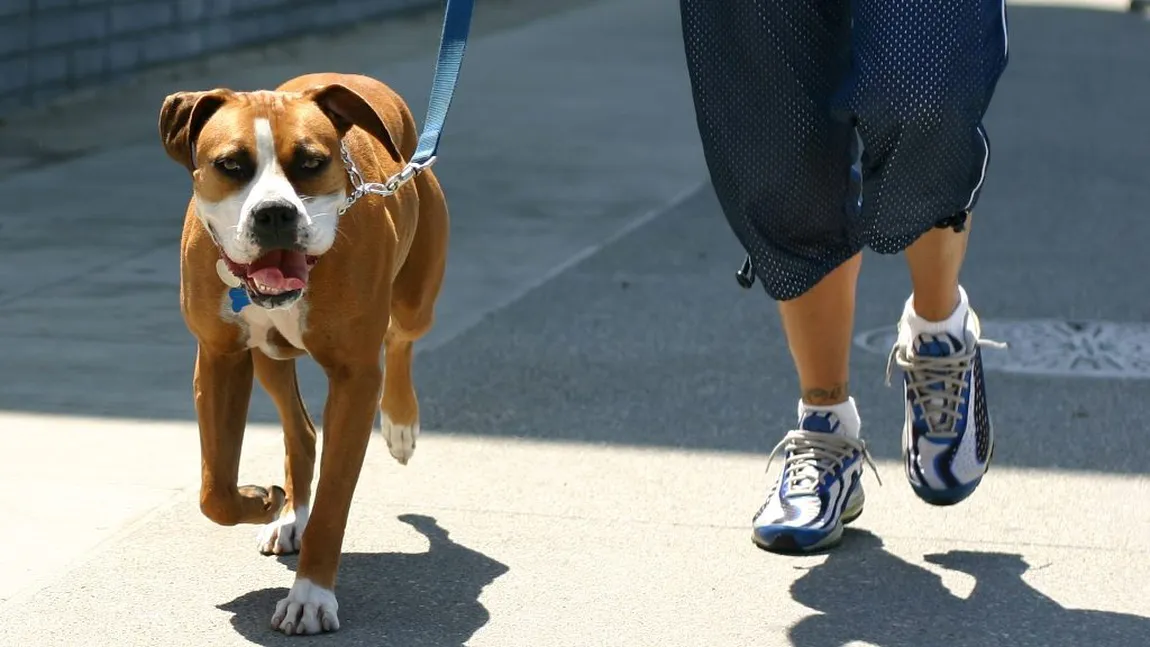 PROIECT DE LEGE. Posesorii de animale vor fi obligaţi să îşi plimbe căţeii de două ori pe zi