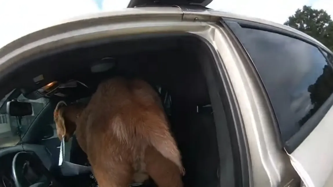 Imagini incredibile surprinse de un poliţist! S-a trezit cu o capră în maşina de poliţie, care i-a mâncat documentele