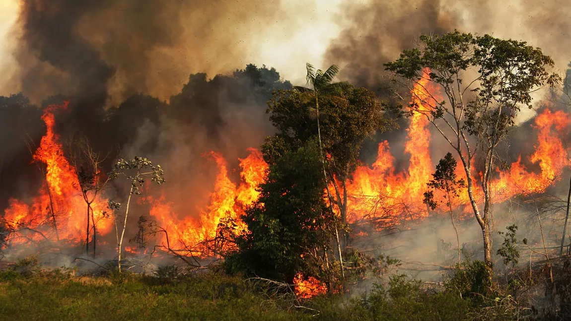 Brazilia instaurează starea de urgenţă din cauza incendiilor de vegetaţie