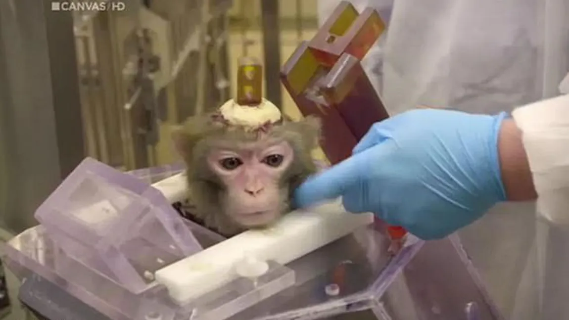 O universitate din Belgia caută leacul pentru Alzheimer găurind craniile maimuţelor din laborator şi introducându-le electrozi