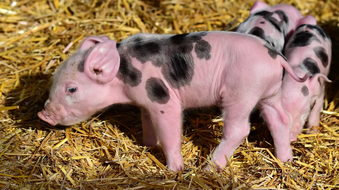 Veşti bune pentru crescătorii de animale. Se dau mai mulţi bani de la stat. Anunţul Ministerului Agriculturii