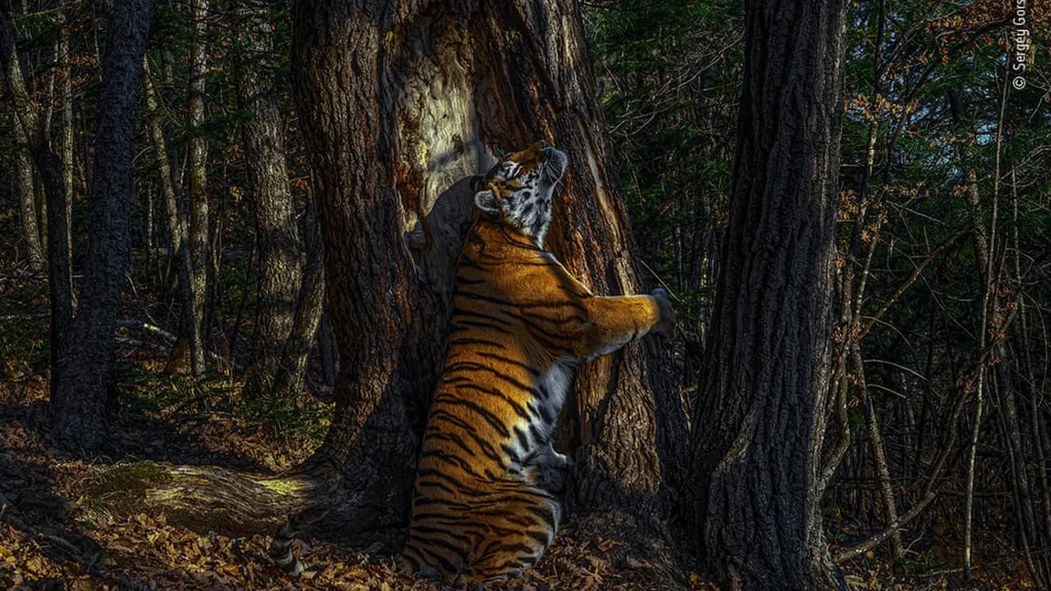 Un tigru care îmbrăţişează un copac, imaginea anului 2020. A fost realizată de un fotograf rus