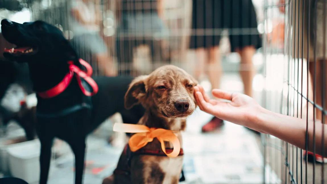 STUDIU. Românii au cumpărat mai multe animale de companie în timpul pandemiei COVID