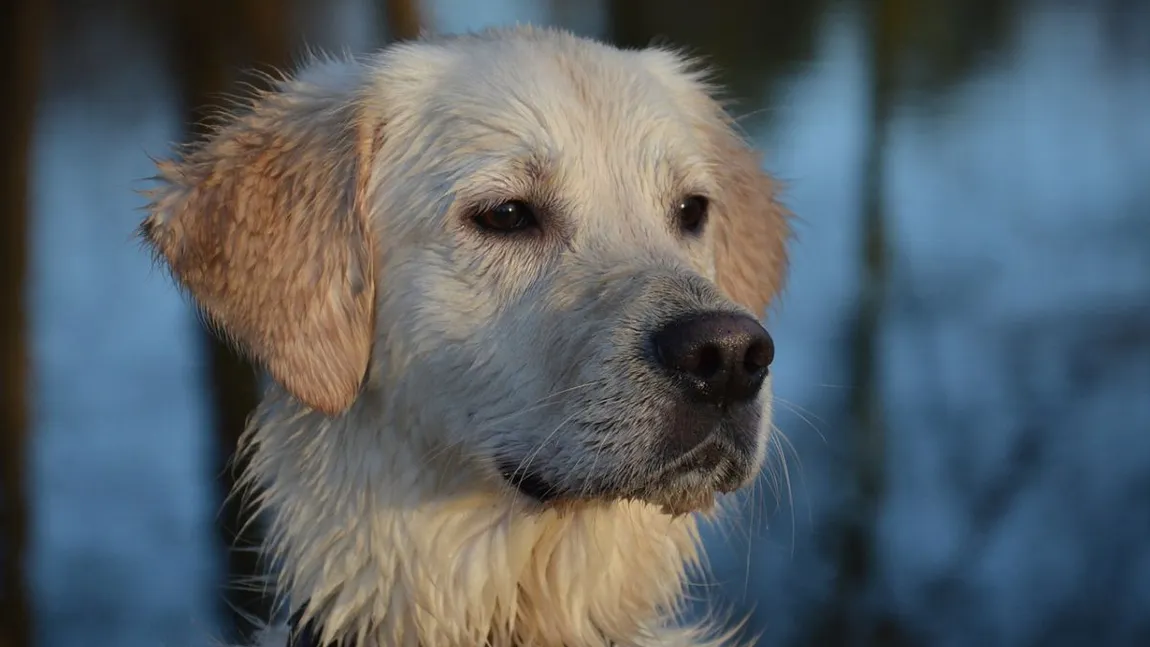 Reacţia care a cucerit internetul! Ce a făcut un Golden Retriver atunci când a realizat că rămâne fără cea mai bună prietenă