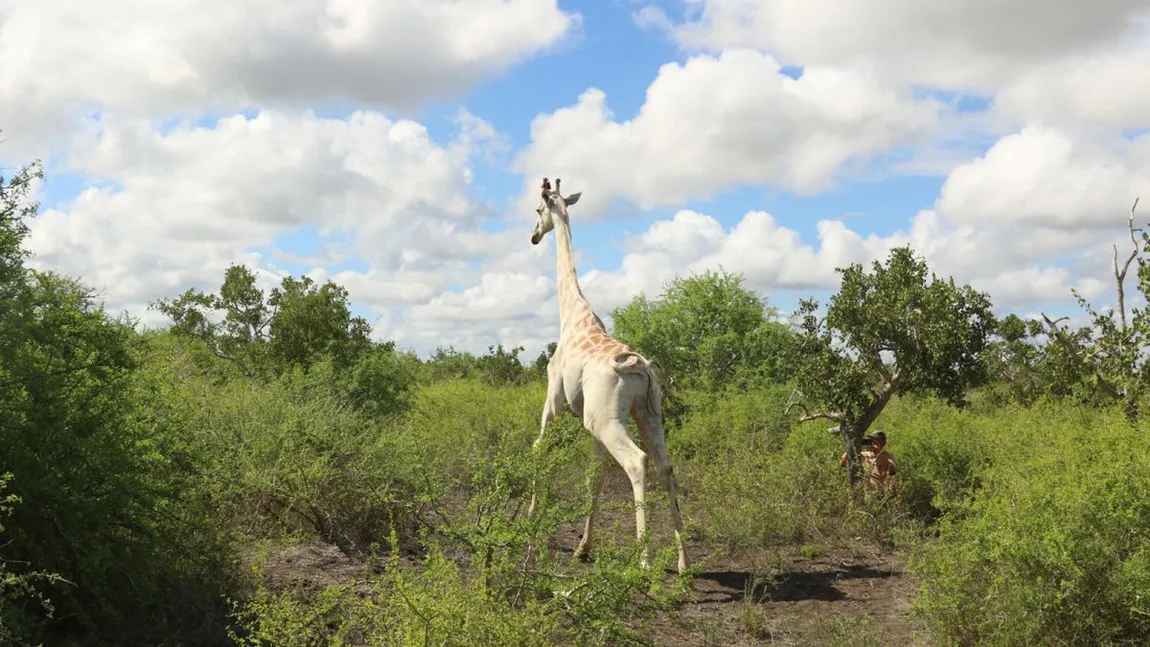 Ultima girafă albă din lume beneficiază de măsuri extreme de protecţie. Cum sunt desurajaţi braconierii să se apropie de ea