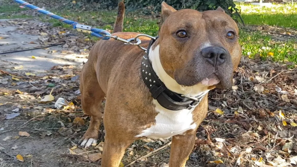 Bărbat din Adjud, atacat de câini Amstaff. A fost operat de urgenţă