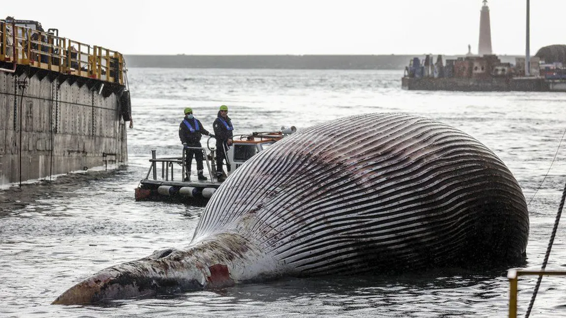 Cadavrul unei balene de 70 de tone a fost găsit în Italia. Operațiunea de recuperare a durat trei zile