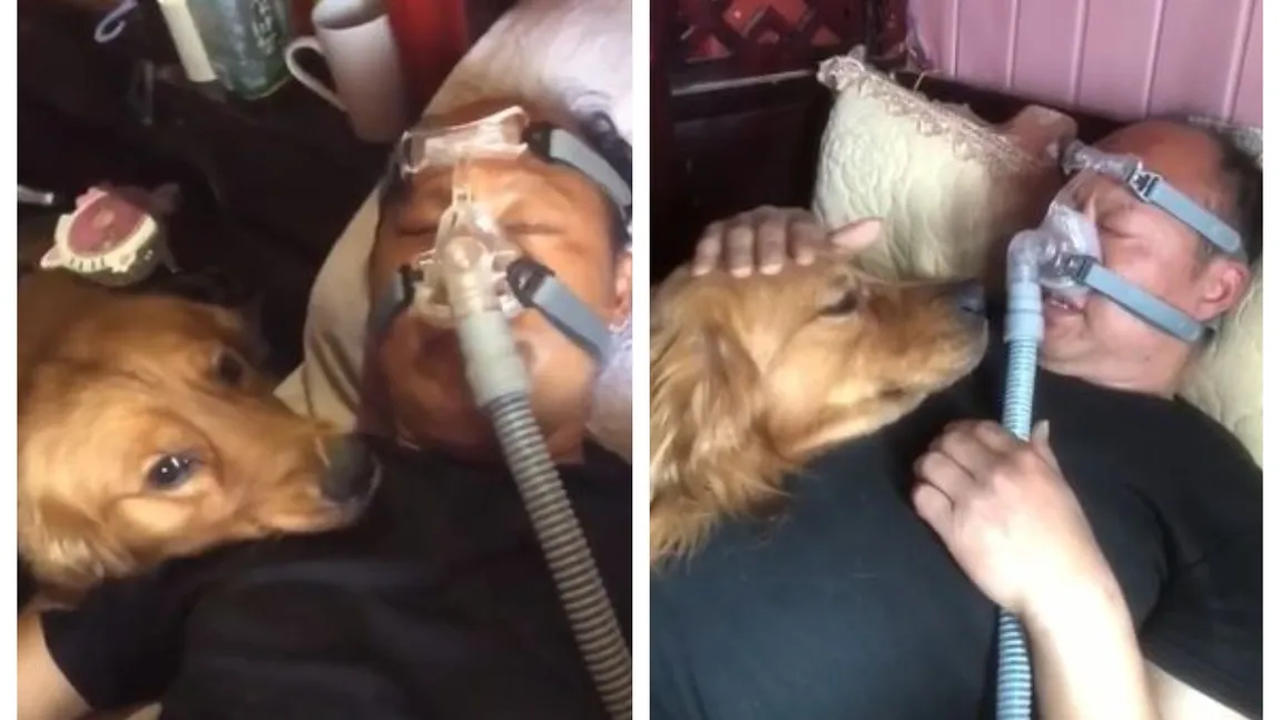 Un Golden Retriver protectiv refuză să-și părăsească stăpânul bolnav, care poartă pentru prima dată mască de oxigen. Emoționant!