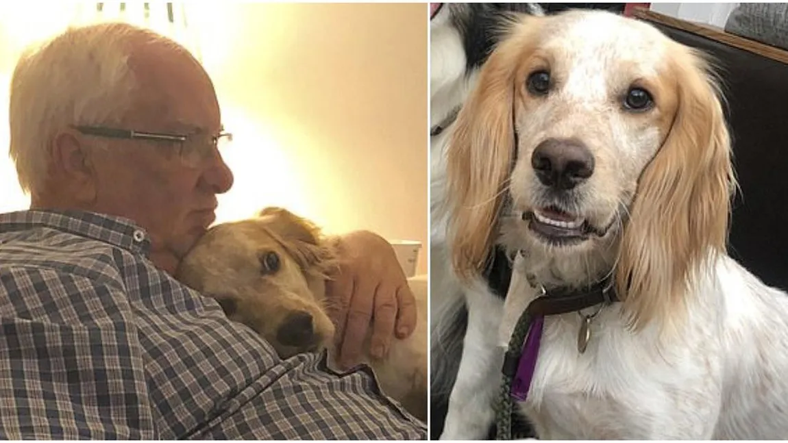 Un pensionar oferă o recompensă uriaşă pentru câinele furat. Patrupedul îl ajuta să scape de depresie