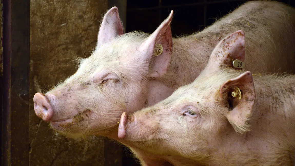 Gospodăriile cu mai mult de cinci porci devin exploataţii comerciale. Noi reguli pentru ţăranii români