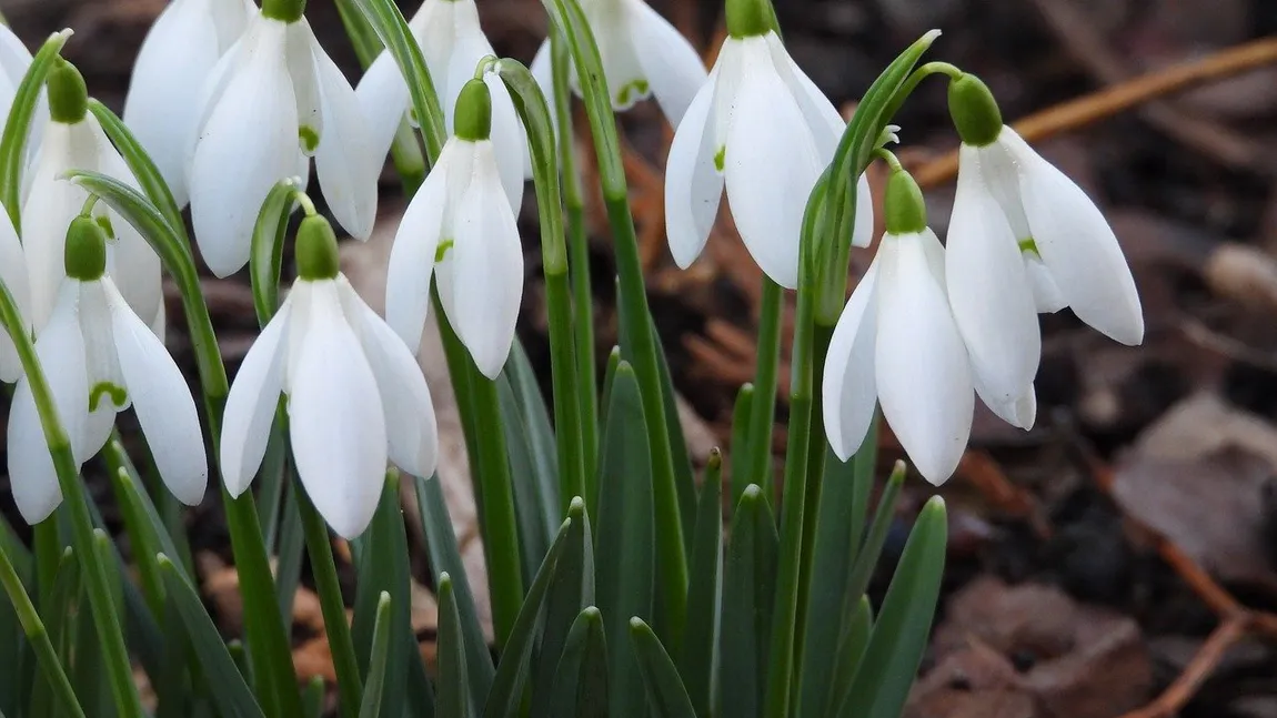 Prognoza meteo 8 februarie. Vreme de primăvară la început de februarie. Praful saharian strică atmosfera