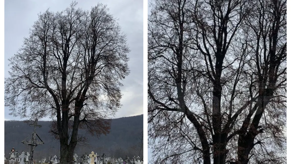 Teiul din Suceava, care ar putea deveni arborele anului în Europa, riscă să fie tăiat. Motivul este incredibil
