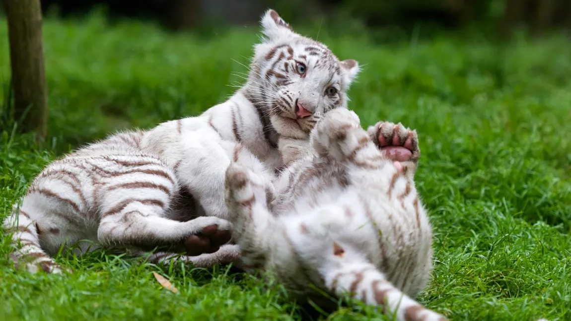 Doi pui de tigru alb din Pakistan au murit, cel mai probabil de Covid