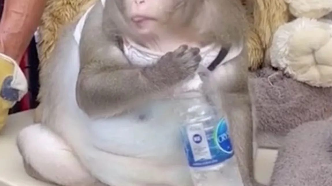 O maimuţă a devenit obeză din cauza oamenilor care se înghesuie s-o hrănească. Cum arată Godzilla VIDEO VIRAL