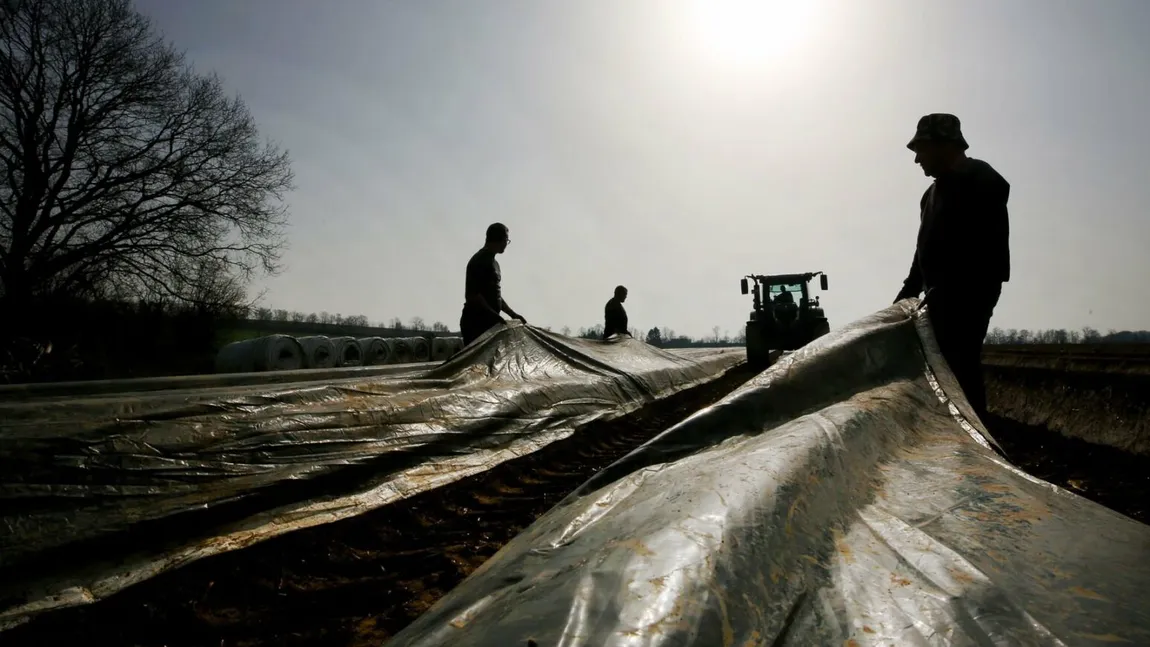 Germania dă din nou liber la sparanghel. Guvernul de la Berlin relaxează reglementările pentru angajaţii străini care lucrează în agricultură