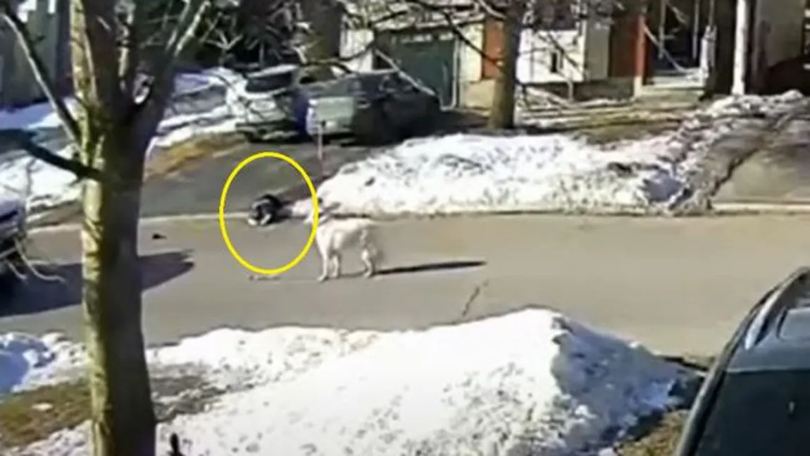 VIDEO EMOŢIONANT. Un câine i-a salvat viaţa stăpânei sale, după ce s-a prăbuşit la pământ