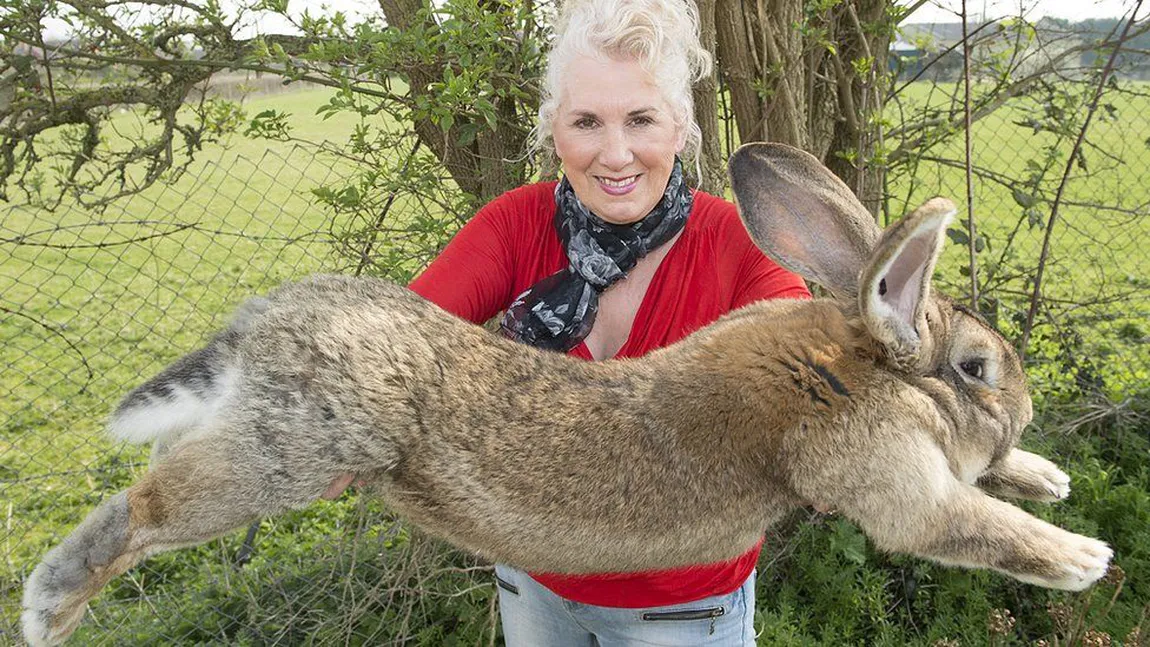 Cel mai mare iepure din lume a fost furat. Recompensă de 1.000 de lire, proprietarii sunt disperaţi