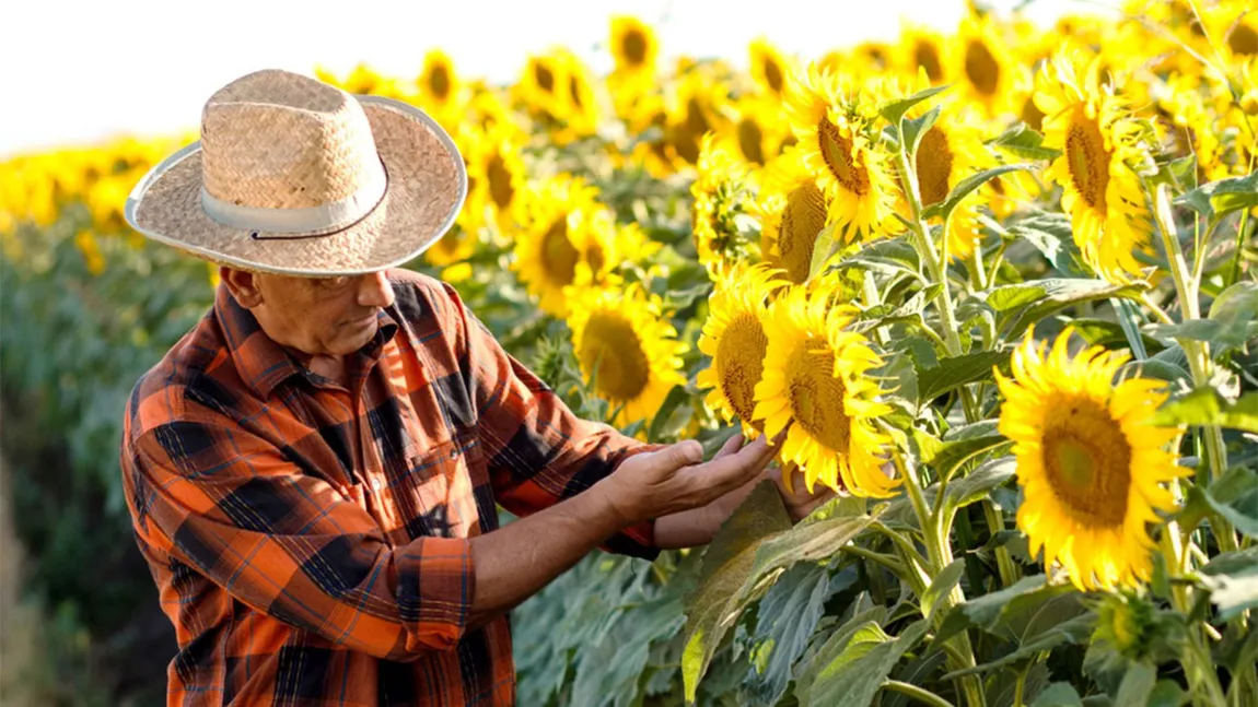 România este cel mai mare producător de floarea-soarelui din Uniunea Europeană pentru al cincilea an la rând