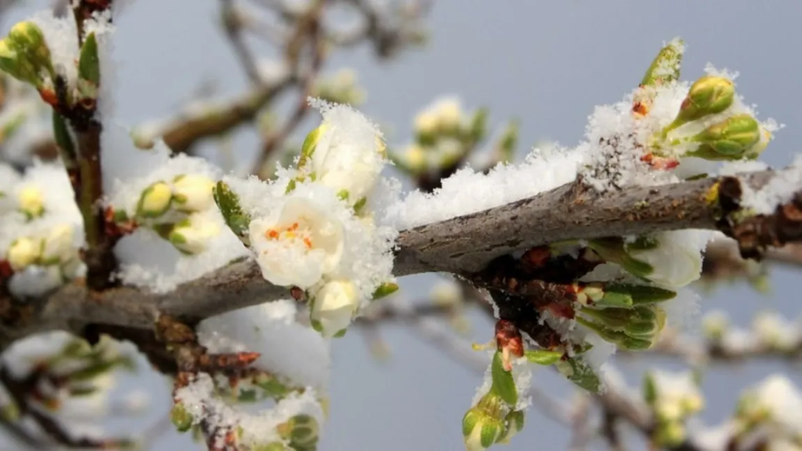 PROGNOZA METEO 15 APRILIE. Românii se vor bucura de vreme caldă în weekend, până atunci temperaturi scăzute