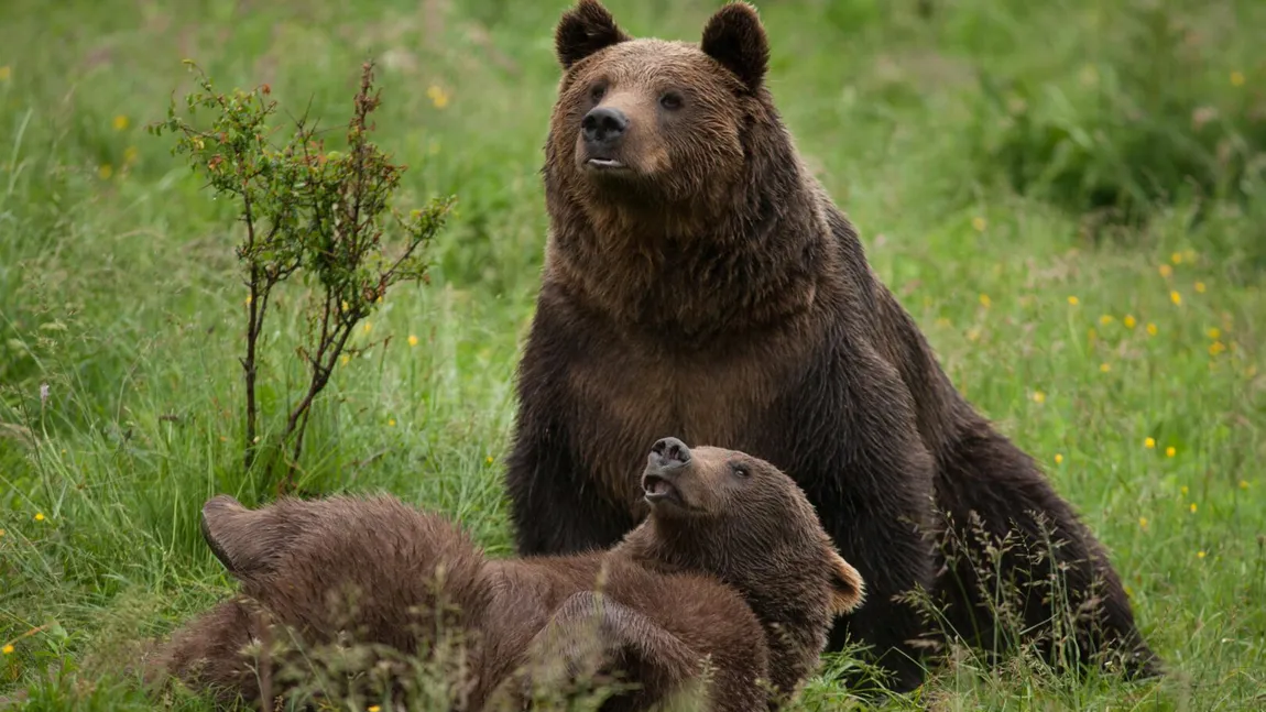 PSD cere Avocatului Poporului să atace la CCR ordonanţa privind anihilarea urşilor. 