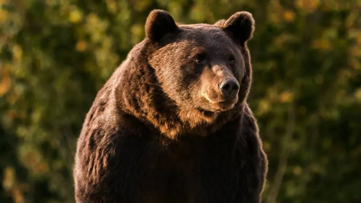 SONDAJ Ce cred românii despre uciderea ursului Arthur şi despre protecţia mediului