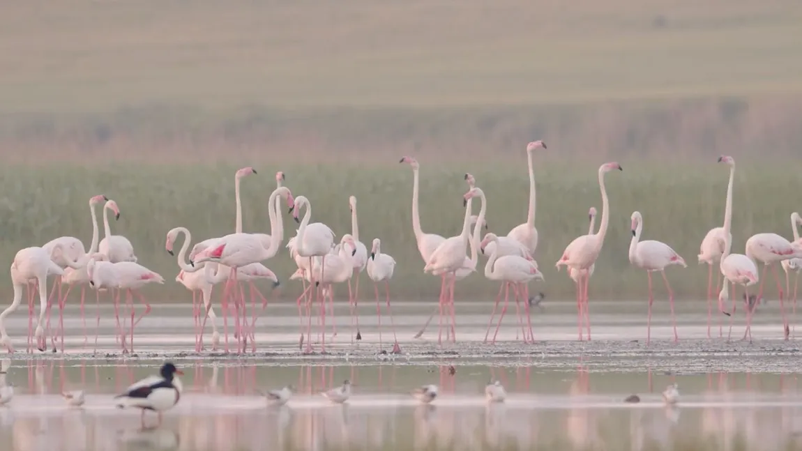 Noi imagini spectaculoase cu păsările Flamingo surprinse în Delta Dunării VIDEO