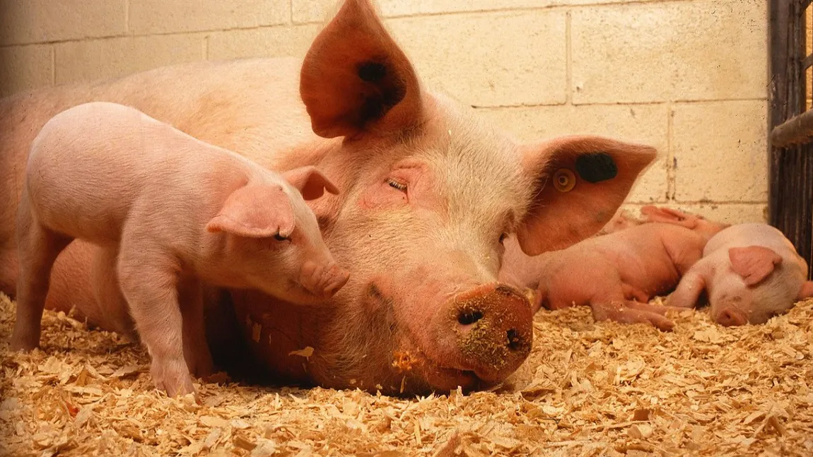 Pestă porcină în România. Peste 300 de focare sunt active în România