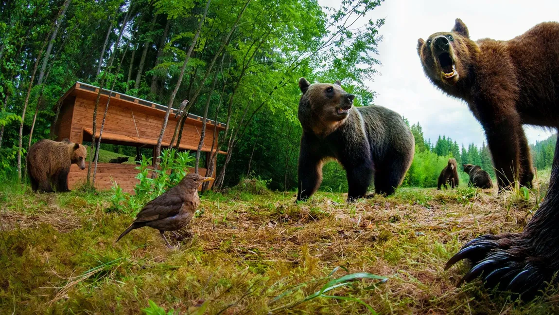 Alertă în Harghita, după ce au fost văzuţi opt urşi. A fost emis mesaj RO-ALERT