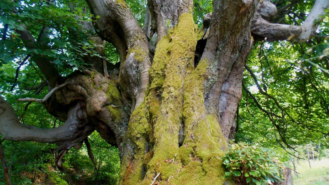 USR PLUS a anunţat că depune un proiect de lege pentru protecţia arborilor remarcabili