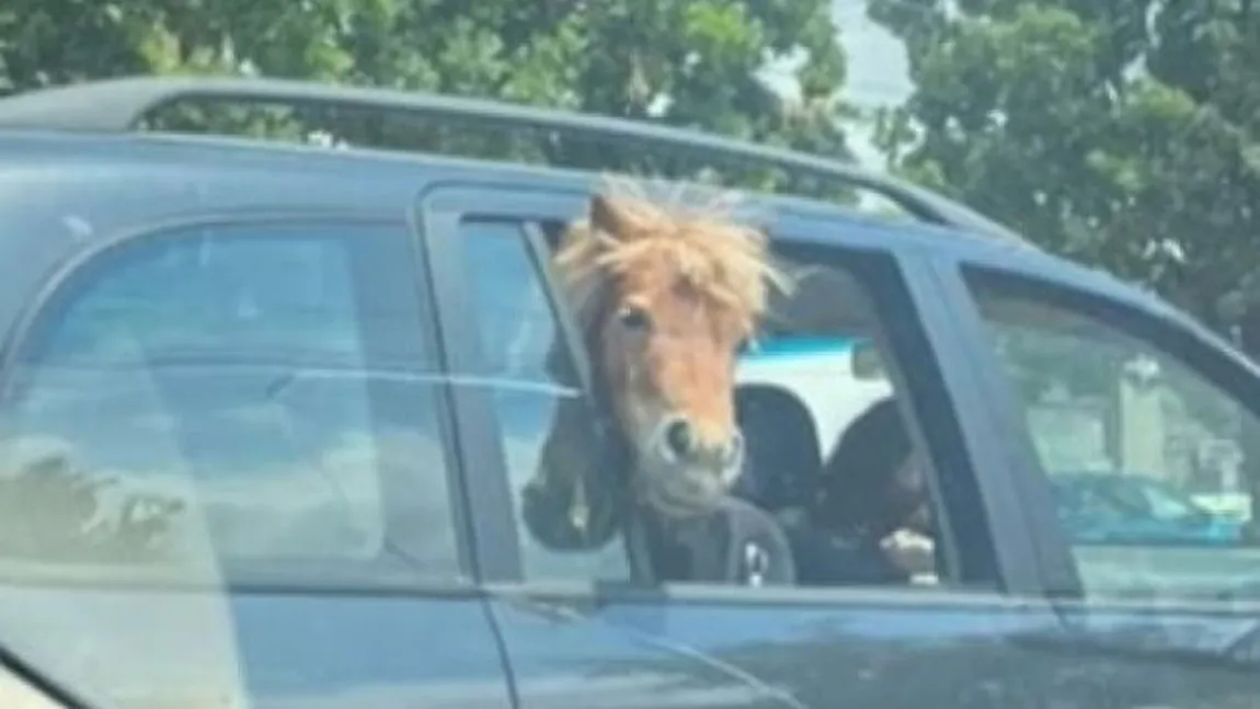 Imagini spectaculoase în Iaşi. Un ponei stă pe bancheta din spate a unei maşini, lângă doi copii, cu capul pe geam VIDEO