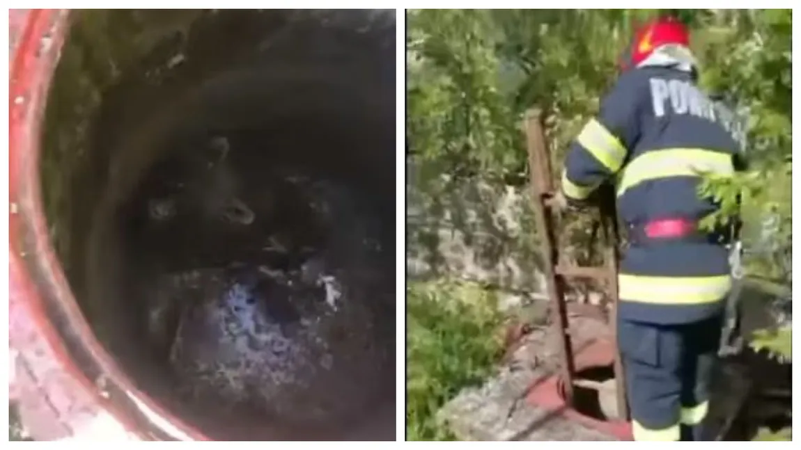 Imaginile momentului! Pui de urs salvat de pompieri dintr-un canal VIDEO