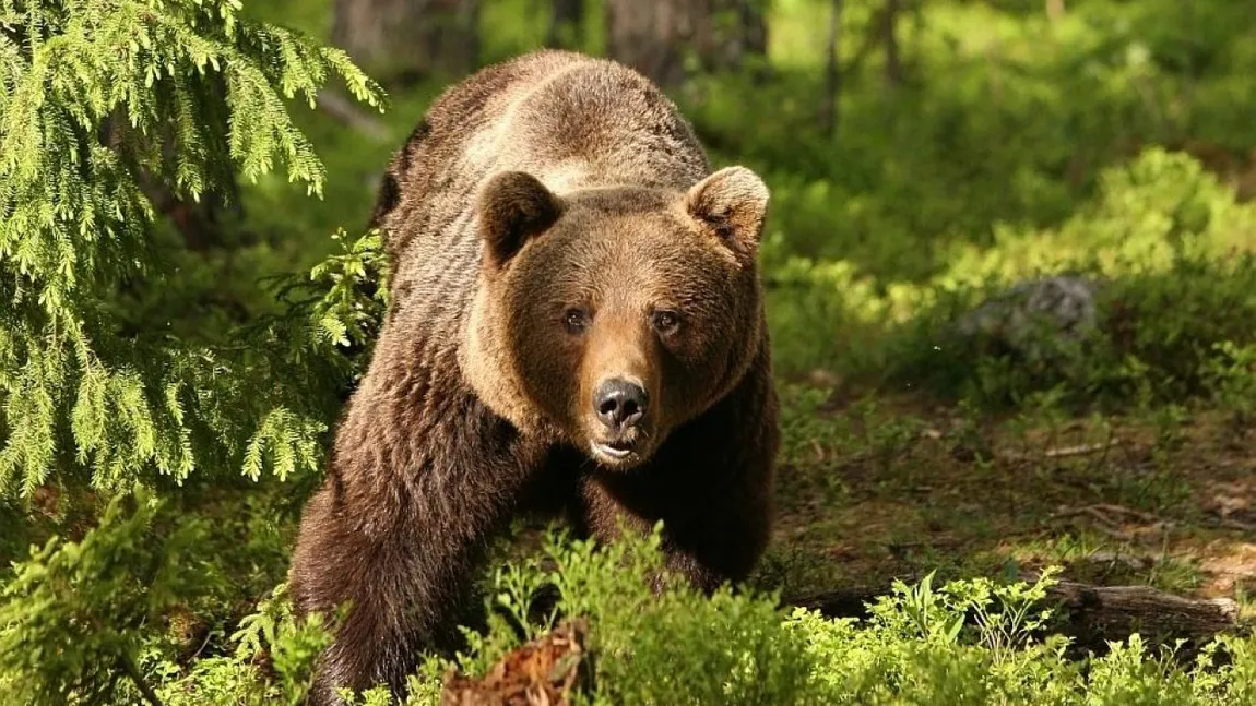 Un urs a fost văzut în Botoşani. A fost emis RO-ALERT. Ministrul Mediului cere împuşcarea sau sedarea animalelor periculoase în 24 de ore