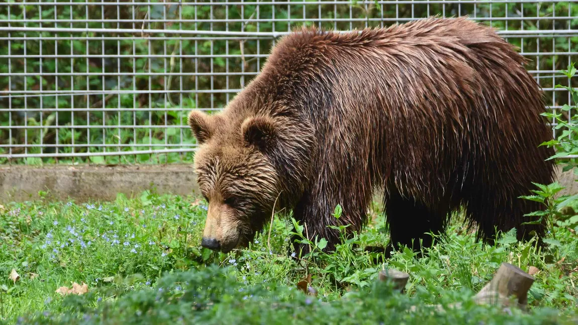 18 apeluri pentru alungarea urşilor în judeţul Harghita, în minivacanţa de Rusalii. O ursoaică a intrat în garajul primarului de la Băile Tuşnad