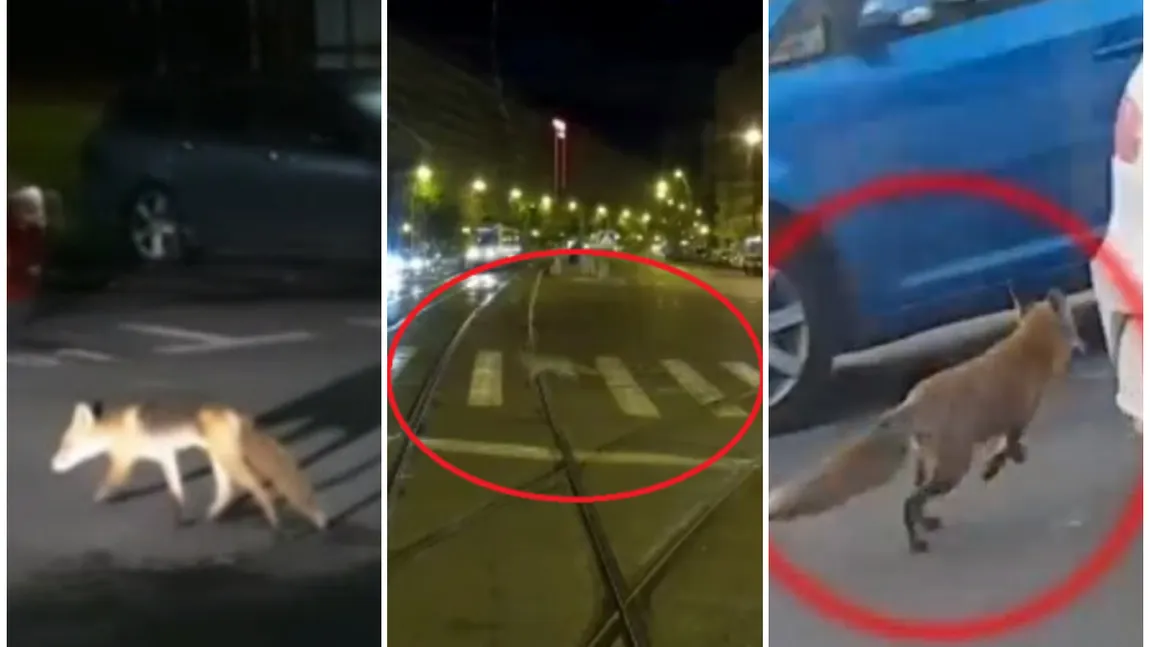 Vulpi filmate pe străzile din Bucureşti. Care este explicaţia: 