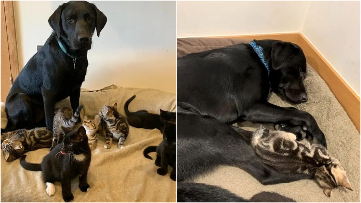 Povestea emoționantă a unui câine labrador abandonat, care a adoptat șapte pui de pisică nou-născuți VIDEO