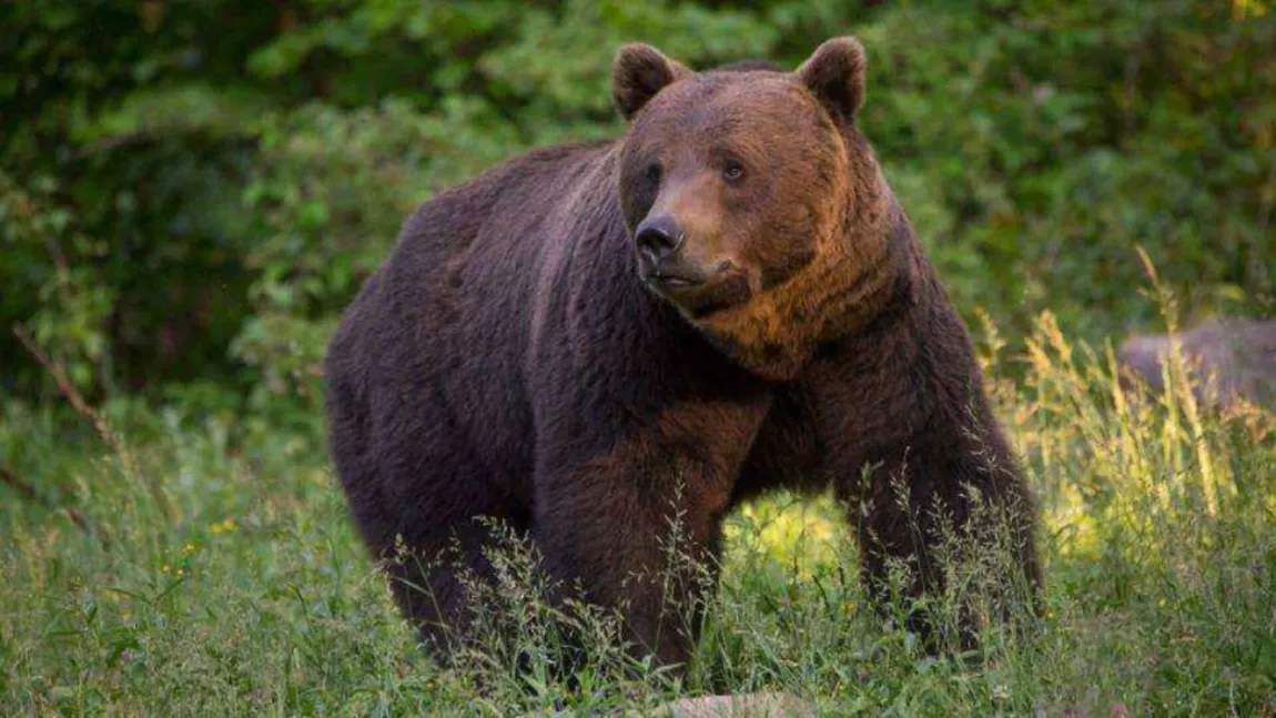 Liber la vânatoarea de urși. Tanczos Barna a decis, în ultima zi de mandat, că 481 de urși bruni pot fi uciși, în fiecare an