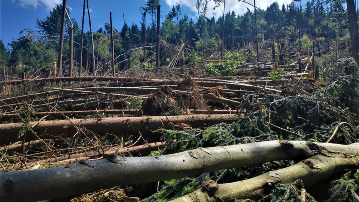 Dezastru în județul Suceava. Un ciclon puternic a pus la pământ 14 hectare de pădure