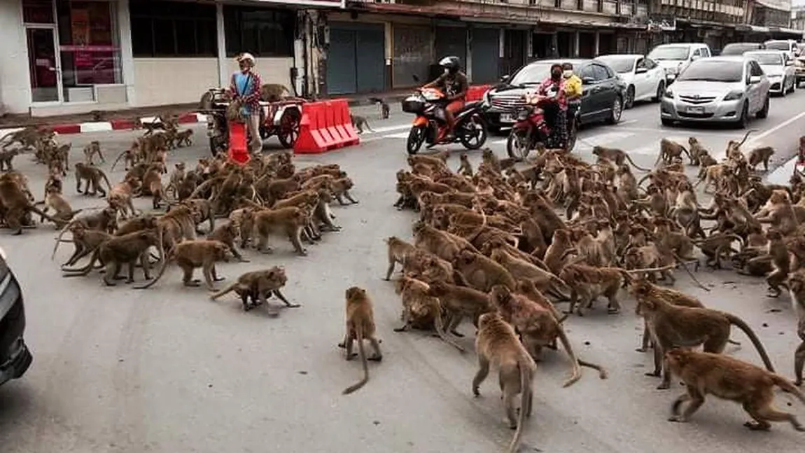 IMAGINI ULUITOARE Sute de maimuţe, organizate în două grupuri rivale, se bat pe mâncare în plină stradă VIDEO