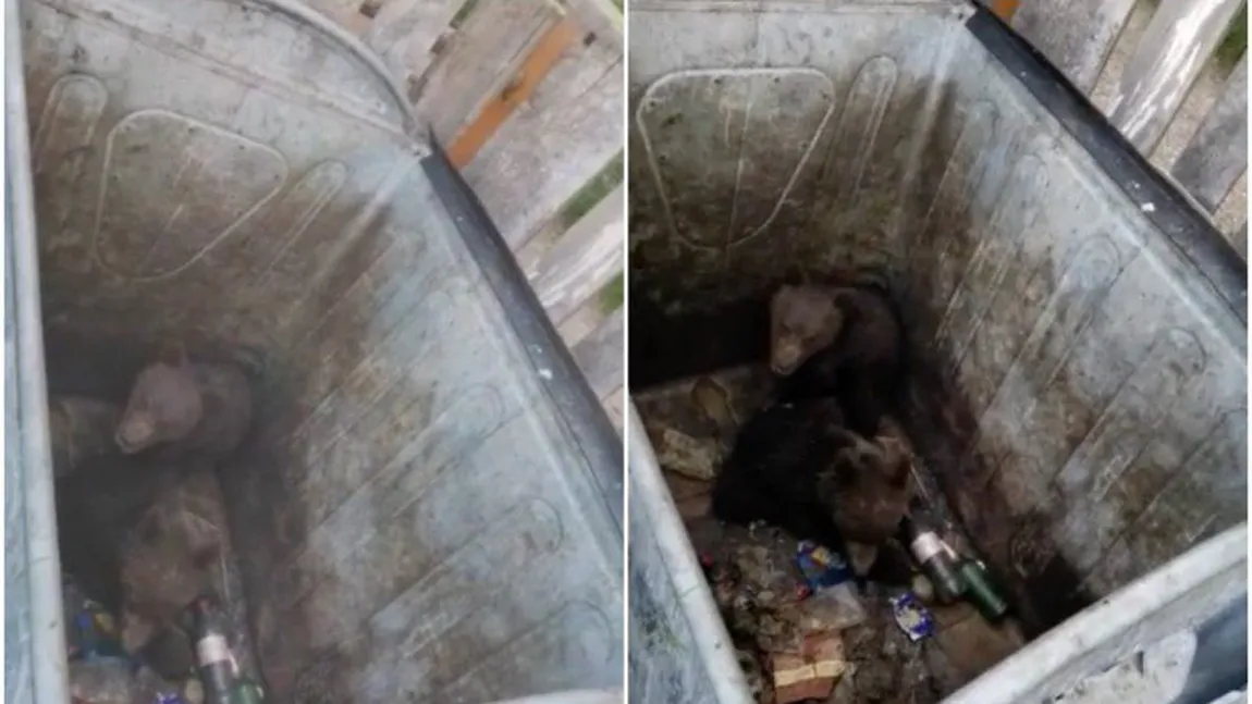 Doi pui de urs, rămași blocați în tomberon, în Poiana Brașov. Jandarmii au intervenit pentru a-i elibera