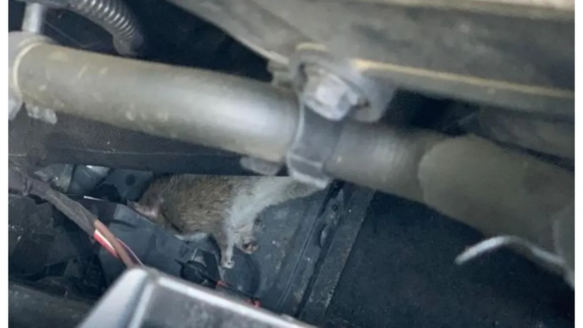 Adrian Cuculis îl dă în judecată pe Nicuşor Dan după ce şobolanii i-au ros cablurile de la maşină: 
